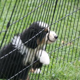 Border Collie, English Setter, and Miniature American Shepherd Puppies from First Harmony Farms