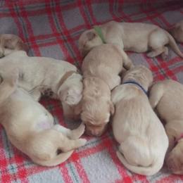 Golden Retriever Puppies from Summer Sun Goldens