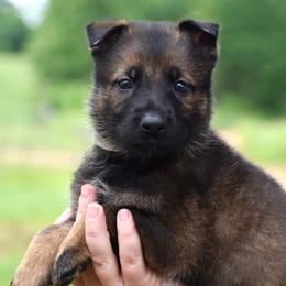 Grey Collar Girl - Sable female German Shepherd puppy in Oxford, Arkansas from Atlas Shepherds