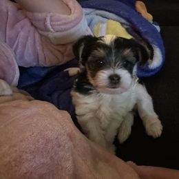 Yorkshire Terrier Puppies from Teresa Faulkner