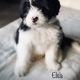 "Female " Old English Sheepdog, Poodle, and Sheepadoodle Puppies from Mountain Peak Poodle Doodles