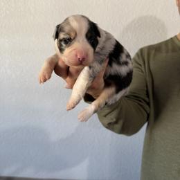 Australian Shepherd Puppies from Bullet & Whiskey’s Pups