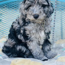 Assorted Doodle Crosses and Poodle Puppies from Denim and Diamond Doodles