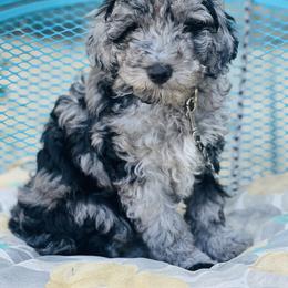 Assorted Doodle Crosses and Poodle Puppies from Denim and Diamond Doodles