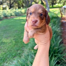 Cooper - Chocolate and cream male Dachshund puppy in Pierson, Florida from Paige’s Mini Dachshunds