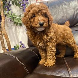 Poodle Puppies from Alstartoypoodle