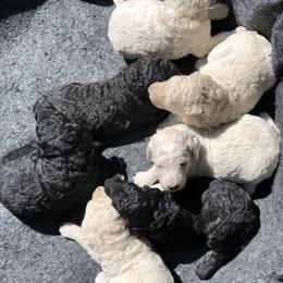 Poodle Puppies from Southern Standards