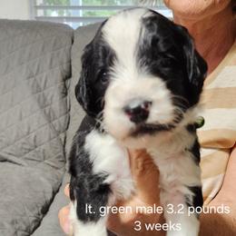 Lt. Green male - Black and white male Bernedoodle puppy in Fairmount, Indiana from Capens' Doodles,Poodles and Poo's