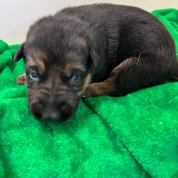 Puppy 7 - Black and tan female German Shepherd puppy in Grand Rivers, Kentucky from Von Frieden German Shepherds LLC