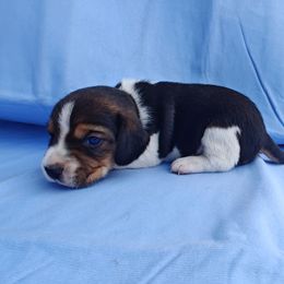 Barney - Black tan and white male Beagle puppy in Palmyra, Nebraska from Nebraska K9's