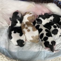 Cavalier King Charles Spaniel Puppies from Chestnut Valley Cavs