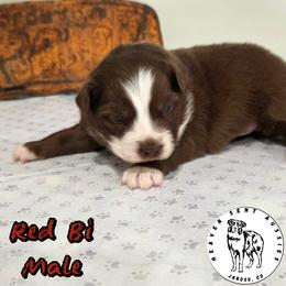 Orion - Red & white male Miniature Australian Shepherd puppy in Jaroso, Colorado from Heaven Sent Aussies