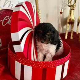 Boy 4 - Black and white male Cavapoo puppy in Nampa,, Idaho from Clig Doodle Days