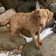 Chesapeake Bay Retrievers from Sand Spring Chesapeakes