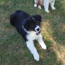Australian Shepherd Puppies from Grand Ridge Australian Shepherds