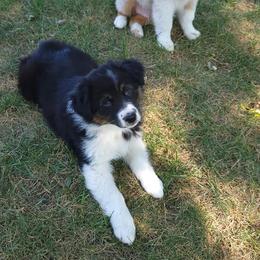Australian Shepherd Puppies from Grand Ridge Australian Shepherds