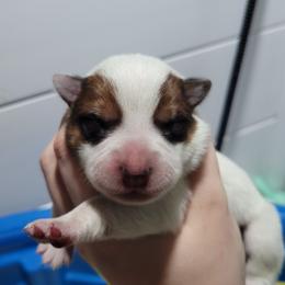 Persephone - Red speckled female Australian Cattle Dog puppy in Colbert, Oklahoma from LoveAHeeler