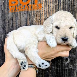 Wheaties - Cream male Goldendoodle puppy in Cambridge, Minnesota from Country Meadow Doodles