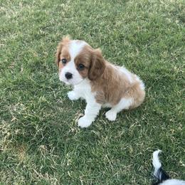 Scrappy Doo - Blenheim male Cavalier King Charles Spaniel puppy in Eastvale, California from Furever After Cavaliers