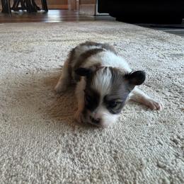 Lucie's white and sable boy 1 - White and sable male Papillon puppy in Shirley, Arkansas from Lucky Pups