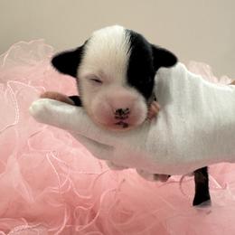 Girl - RED - female Chinese Crested puppy in Pike Road, Alabama from Naked & Puffs
