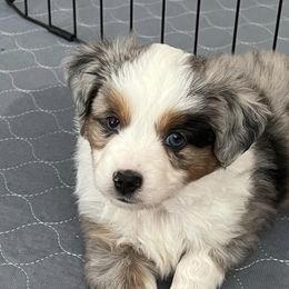 Miniature Australian Shepherds and Toy Australian Shepherds from Chisholm Trail Aussies
