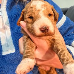 Red Collar - Apricot male Goldendoodle puppy in Ottawa, Kansas from Kansas Country Doodles