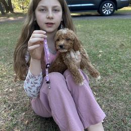 Purple collar - Red  female Goldendoodle puppy in Lake Butler, Florida from Providence Ranches