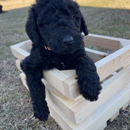 Labradoodle Puppies from Ross Farm Doodles