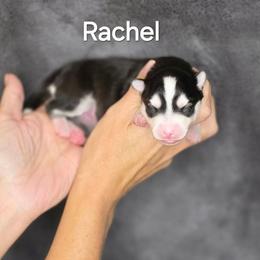 Rachel - Black and white female Pomsky puppy in Fredericksburg, Virginia from Purely Pomskies