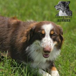 Winter - Australian Shepherd