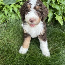 Bernedoodle Puppies from Lovey Dovey Bernedoodles
