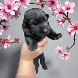Orion - Black male German Shepherd puppy in Oakland, Oregon from VHM German Shepherds
