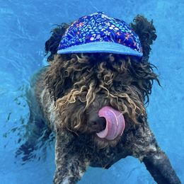 Lagotto Romagnolo Puppies from Anna’s Lagottos