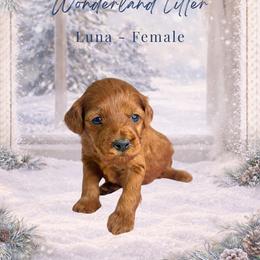 Luna - Red  female Goldendoodle puppy in Canton, Georgia from Teddy Puppies