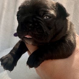 French Bulldog Puppies from Hope Mountain French Bulldogs