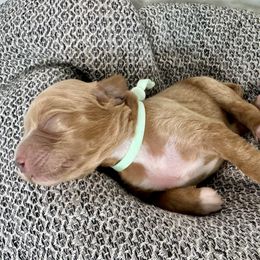 Cavapoo and Havapoo Puppies from Meadowlark Doodles