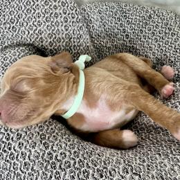 Cavapoo and Havapoo Puppies from Meadowlark Doodles