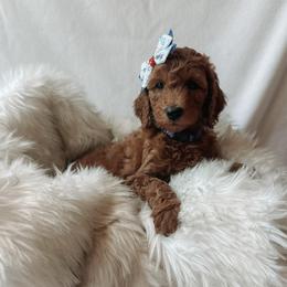 Nova - Red  female Goldendoodle puppy in Bellevue, Iowa from River Town Doodles