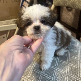 Red collar - Tator Tot - Brindle and white male Shorkie puppy in Mays Landing, New Jersey from Fancy Paws Shorkies & Shih Tzus