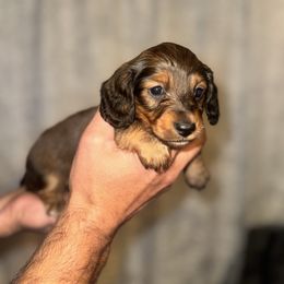 Rusty - Red male Dachshund puppy in Conway, Missouri from Ozark Mountain Kennel