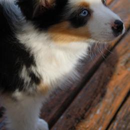 Miniature Australian Shepherd Puppies from Alexander Canines