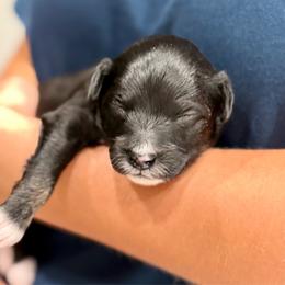 Grey collar - Black tri-color male Aussiedoodle puppy in 32046, Florida from River Hill Ranch