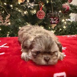 Brazil - Liver male Shih Tzu puppy in Success, Missouri from Sweet Success