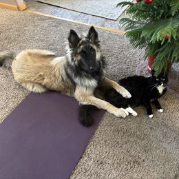 Asher - Silver and black Belgian Tervuren puppy in South Point, Ohio from Aftershock Belgians