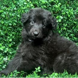 Shiloh Shepherd Puppies from Orchard Hills Shilohs