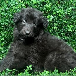 Shiloh Shepherd Puppies from Orchard Hills Shilohs