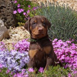 Doberman Pinscher Puppies from Laurel Vail