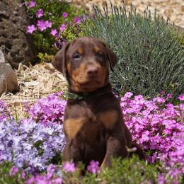 Doberman Pinscher Puppies from Laurel Vail