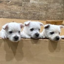 West Highland White Terrier Puppies from Ravens Nest Westies